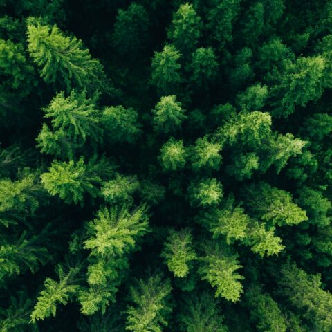 Engagement pour l’environnement